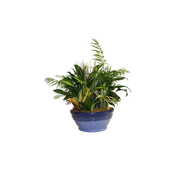 dish-garden-for-sympathy-gift
