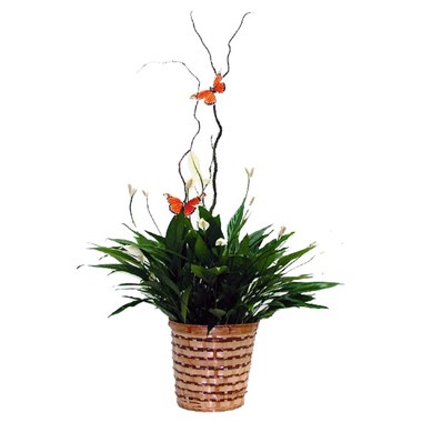 Peace Lily Basket