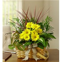 dish-garden-with-fresh-cut-flowers-for-the-office