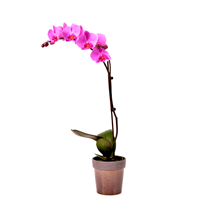 single-orchid-plant-in-a-container