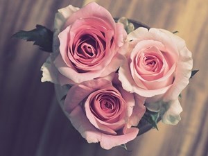 Pink_Anniversary_Roses