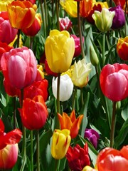 Red_Pink_and_Yellow_Tulip_Flowers_During_Spring