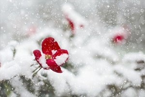 Red_Rose_Flowers_in_the_Snow