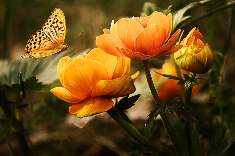 Funeral_Flowers